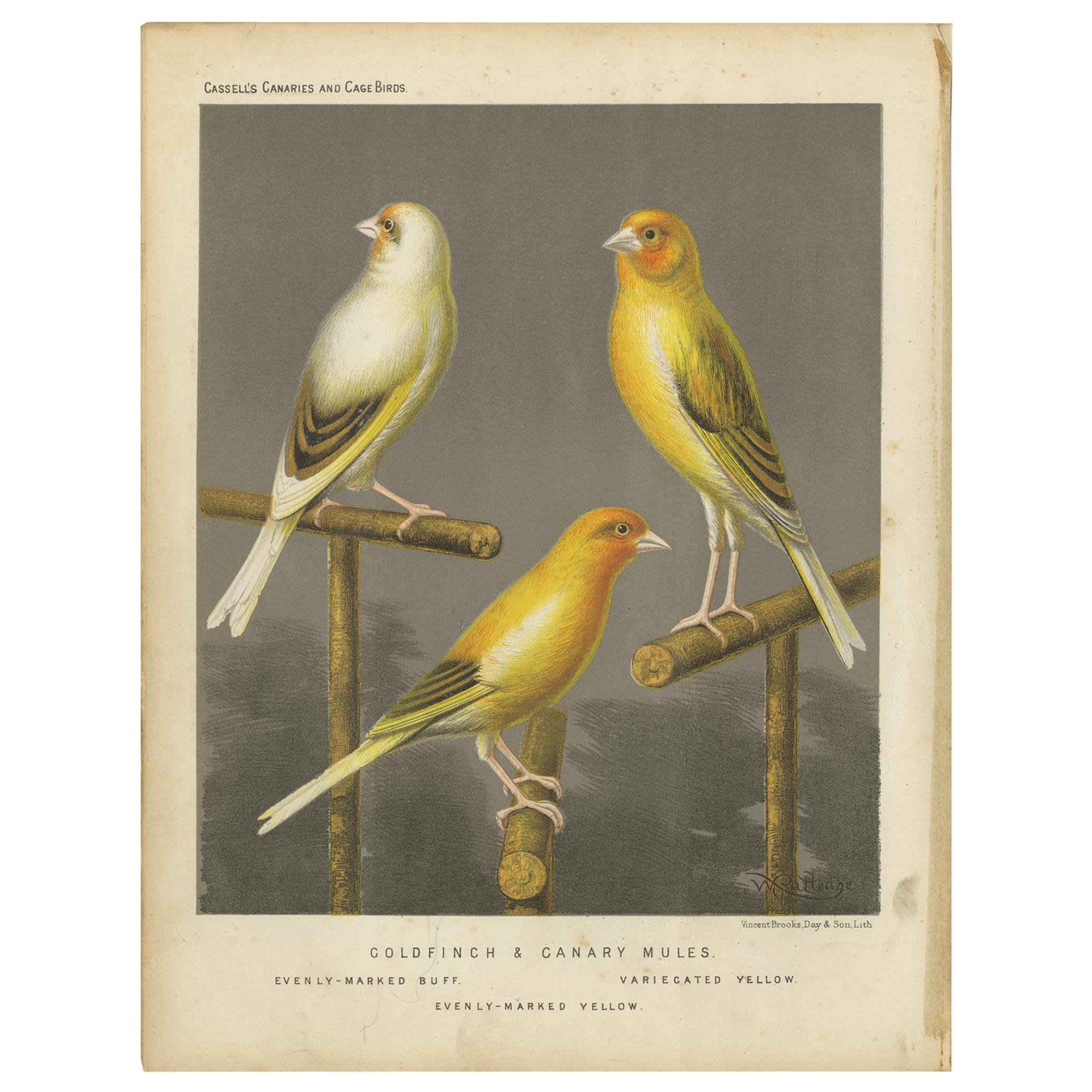 Antique Bird Print of the Gold Finch & Canary Mules, circa 1880 For Sale