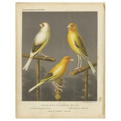 Antiker antiker Vogeldruck der goldenen Pantoletten mit Kanarienmuster, um 1880