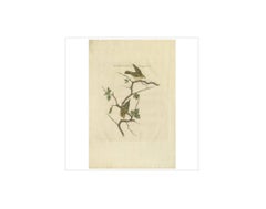 Antique Bird Print of the Goldcrest by Sepp & Nozeman, 1797