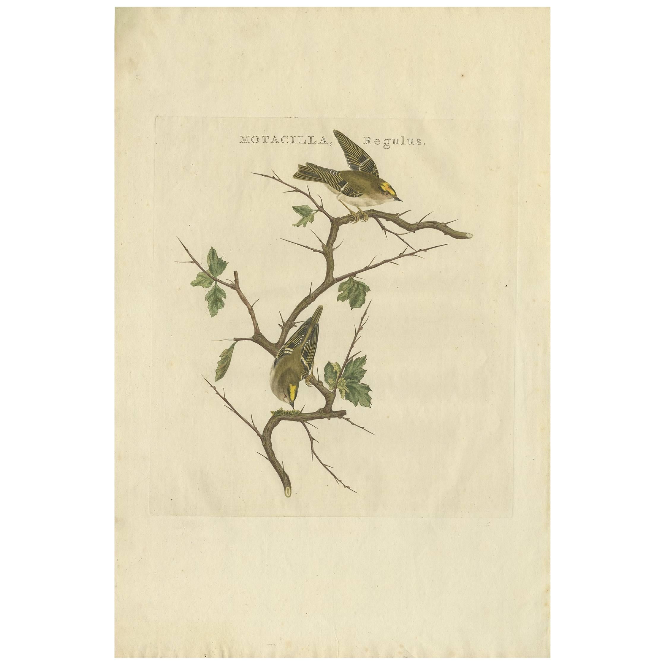 Impression ancienne d'oiseau de l'orcrest par Sepp & Nozeman, 1797