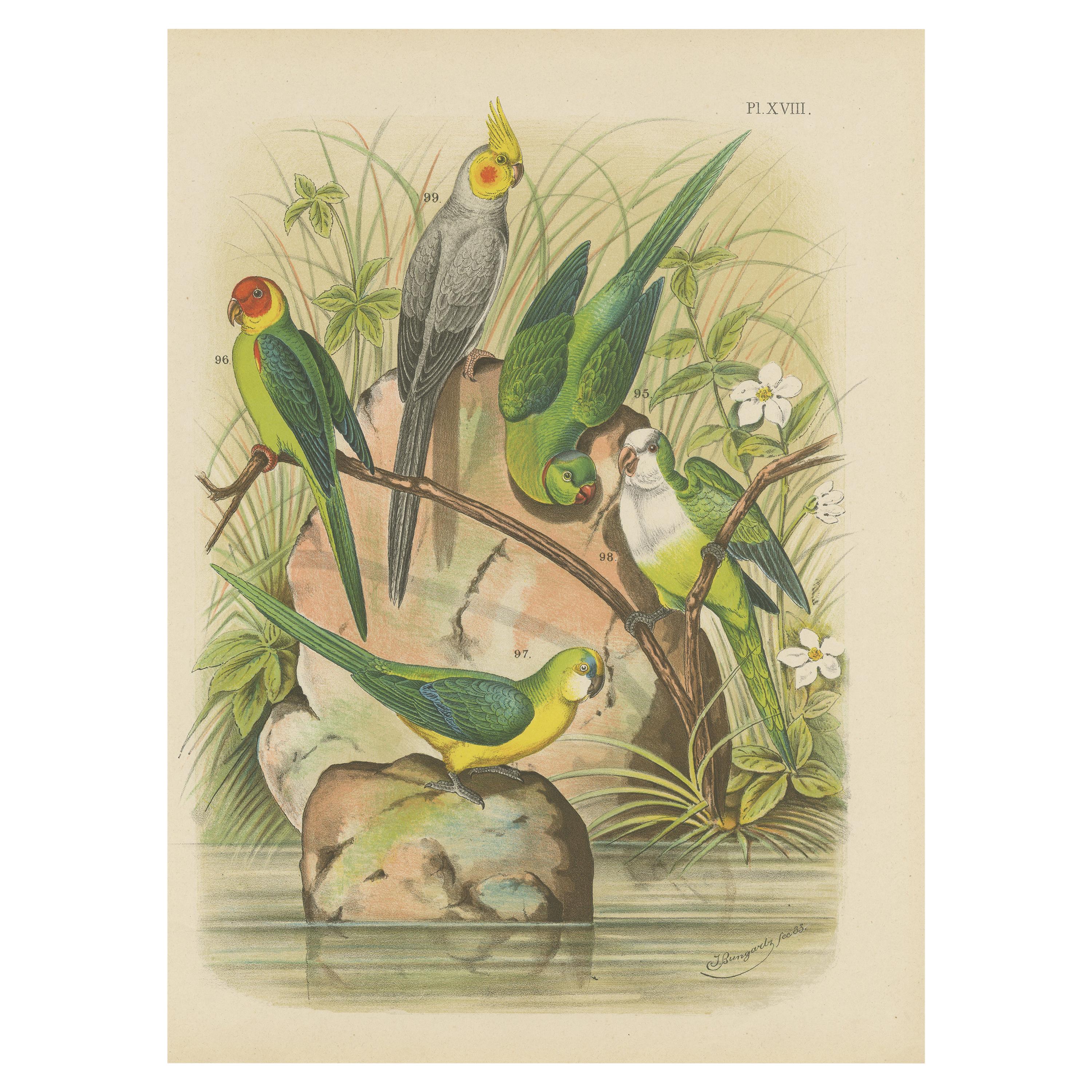 Antique Bird Print of the Golden-Crowned Parrakeet and other Birds '1882'