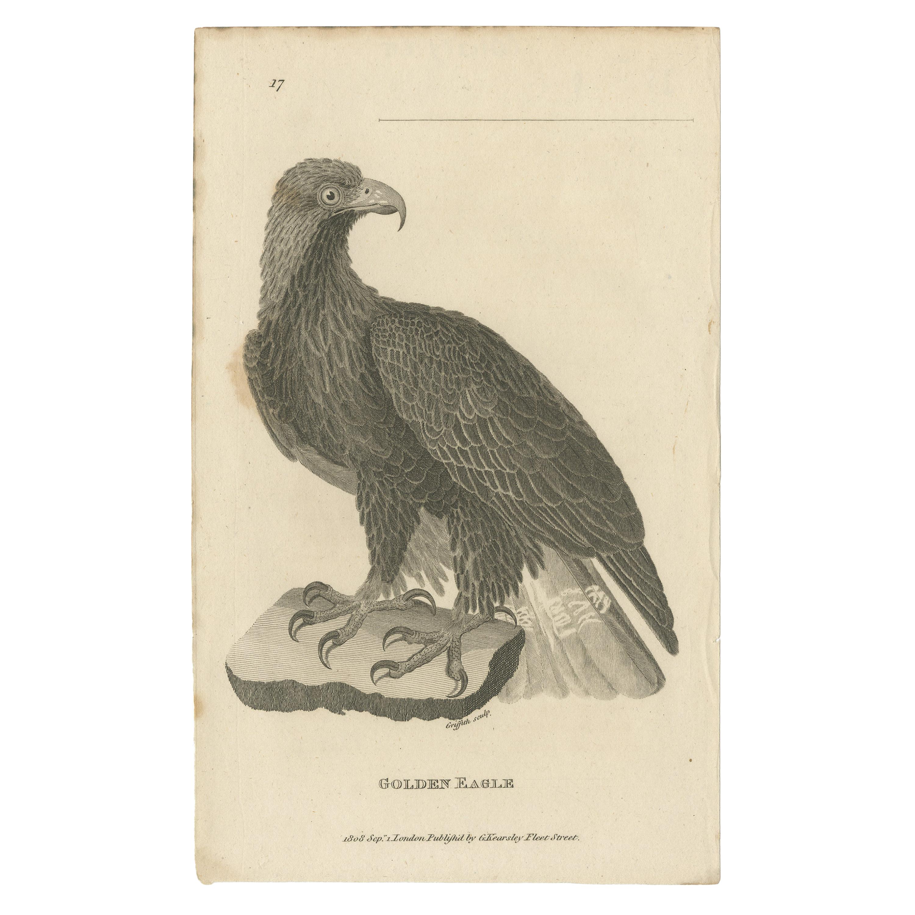 Impression oiseau ancienne de l'aigle doré par Kearsley '1808'