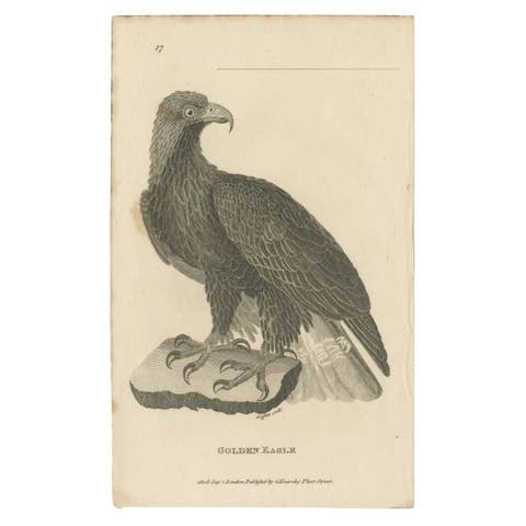 Antique Bird Print of the Golden Eagle by Kearsley, ca.1808
