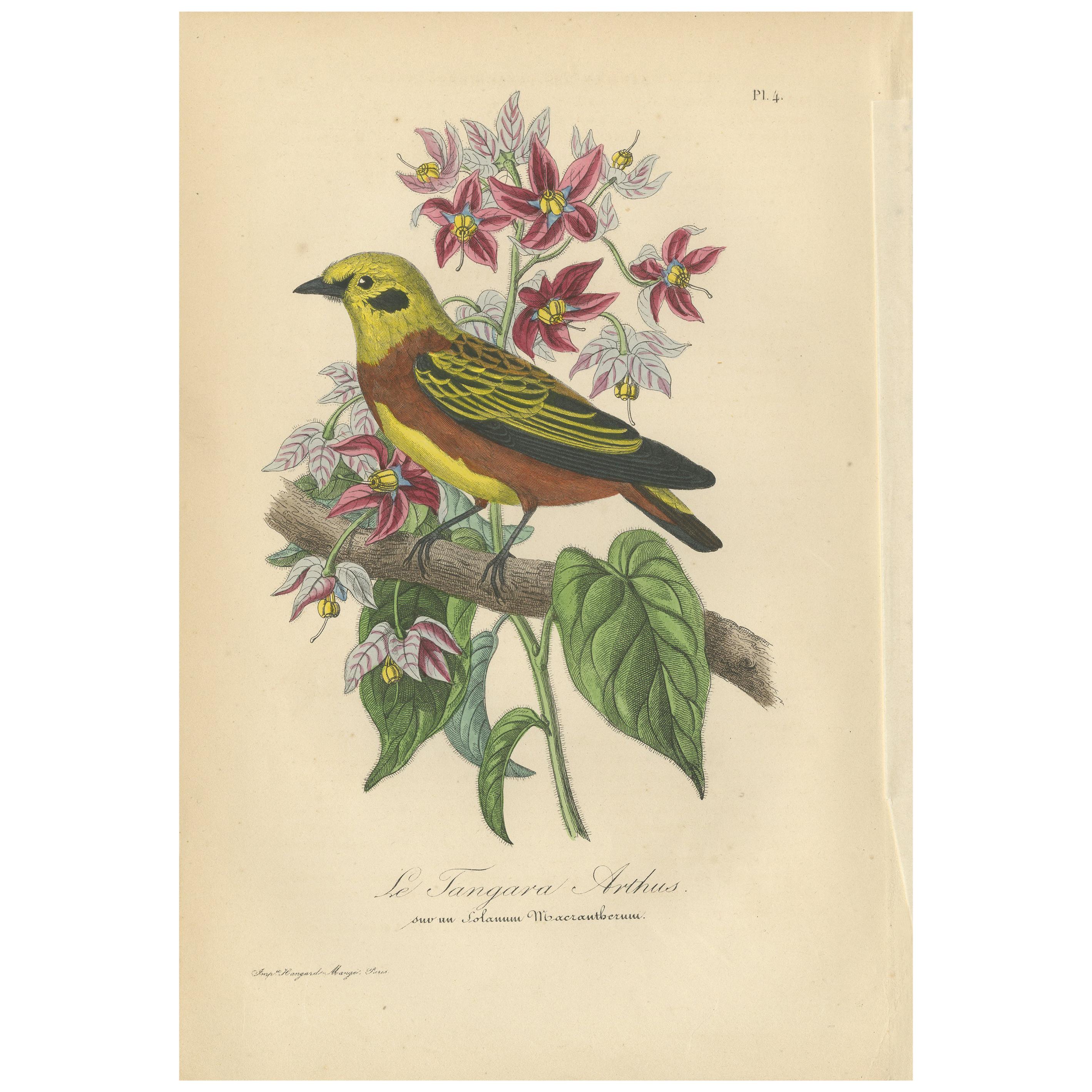 Antique Bird Print of the Golden Tanager, '1853'