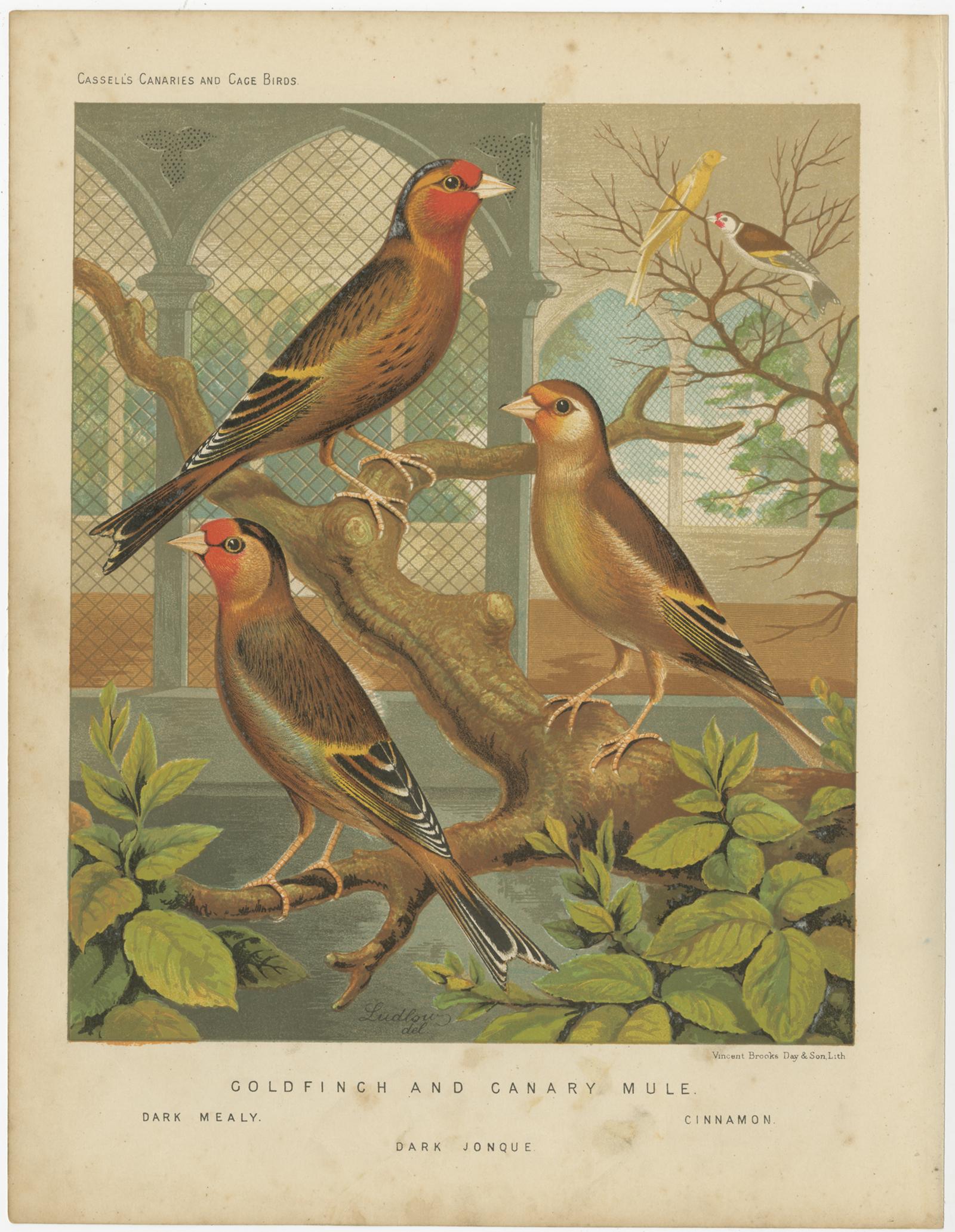 Antique bird print titled 'Goldfinch and Canary Mule 1. Dark Mealy 2. Dark Jonque 3. Cinnamon' Old bird print depicting the Goldfinch and Canary Mule: Dark Mealy, Dark Jonque and Cinnamon. This print originates from: 'Illustrated book of canaries