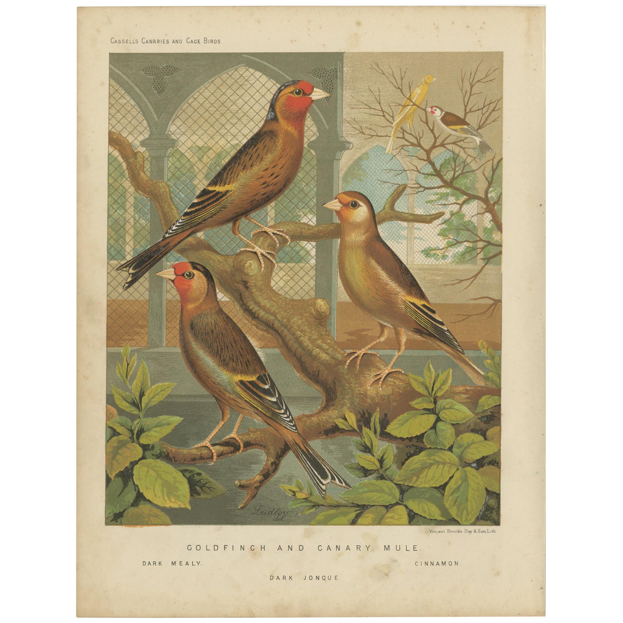 Grabado Antiguo de Aves del Jilguero y el Canario Mula Mealy Oscuro y Otros