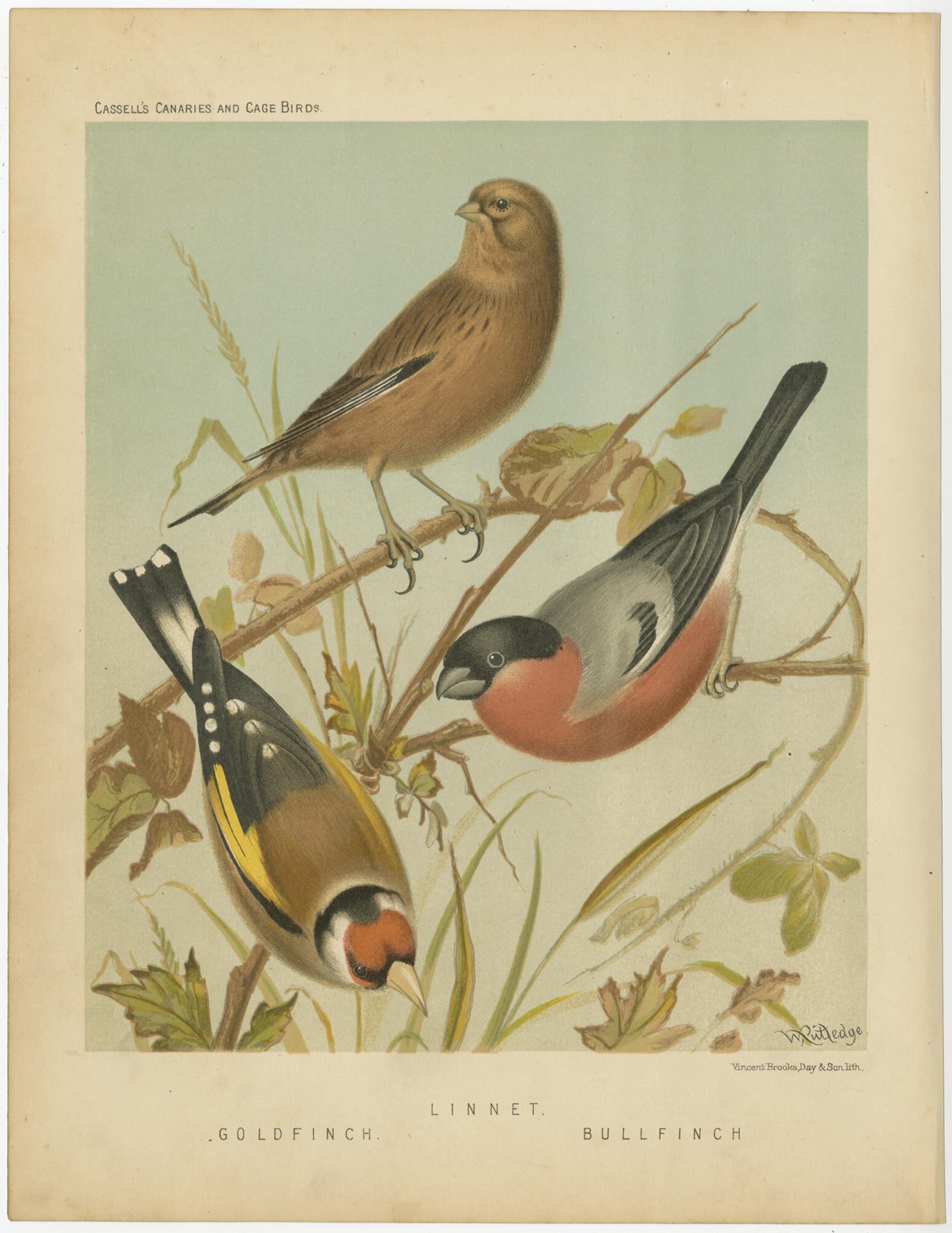 Antique bird print titled '1. Goldfinch 2. Linnet 3. Bullfinch' Old bird print depicting the Goldfinch, Common linnet and Bullfinch. This print originates from: 'Illustrated book of canaries and cage-birds' by W. A. Blackston, W. Swaysland and