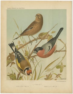 Antique Bird Print of the Goldfinch, Common Linnet and Bullfinch, 'circa 1880'
