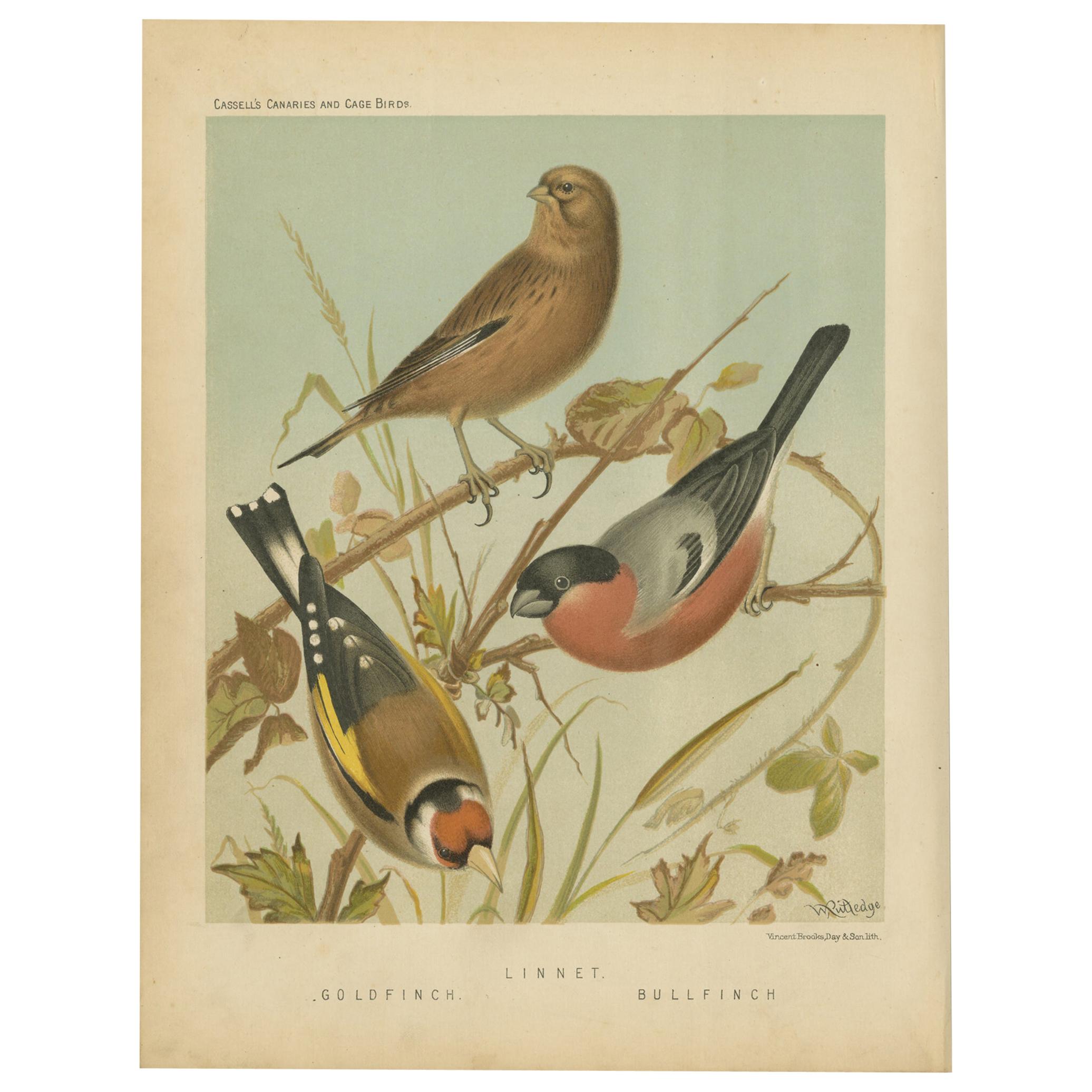 Stampa antica di uccelli raffiguranti il cardellino, il fanello e il ciuffolotto, "circa 1880".