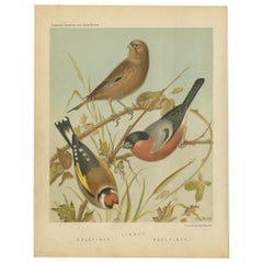 Antiker Vogeldruck des Stieglitzes, Bluthänflings und Gimpels, 'um 1880'.