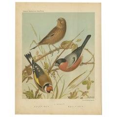 Stampa antica di uccelli raffiguranti il cardellino, il fanello e il ciuffolotto, "circa 1880".
