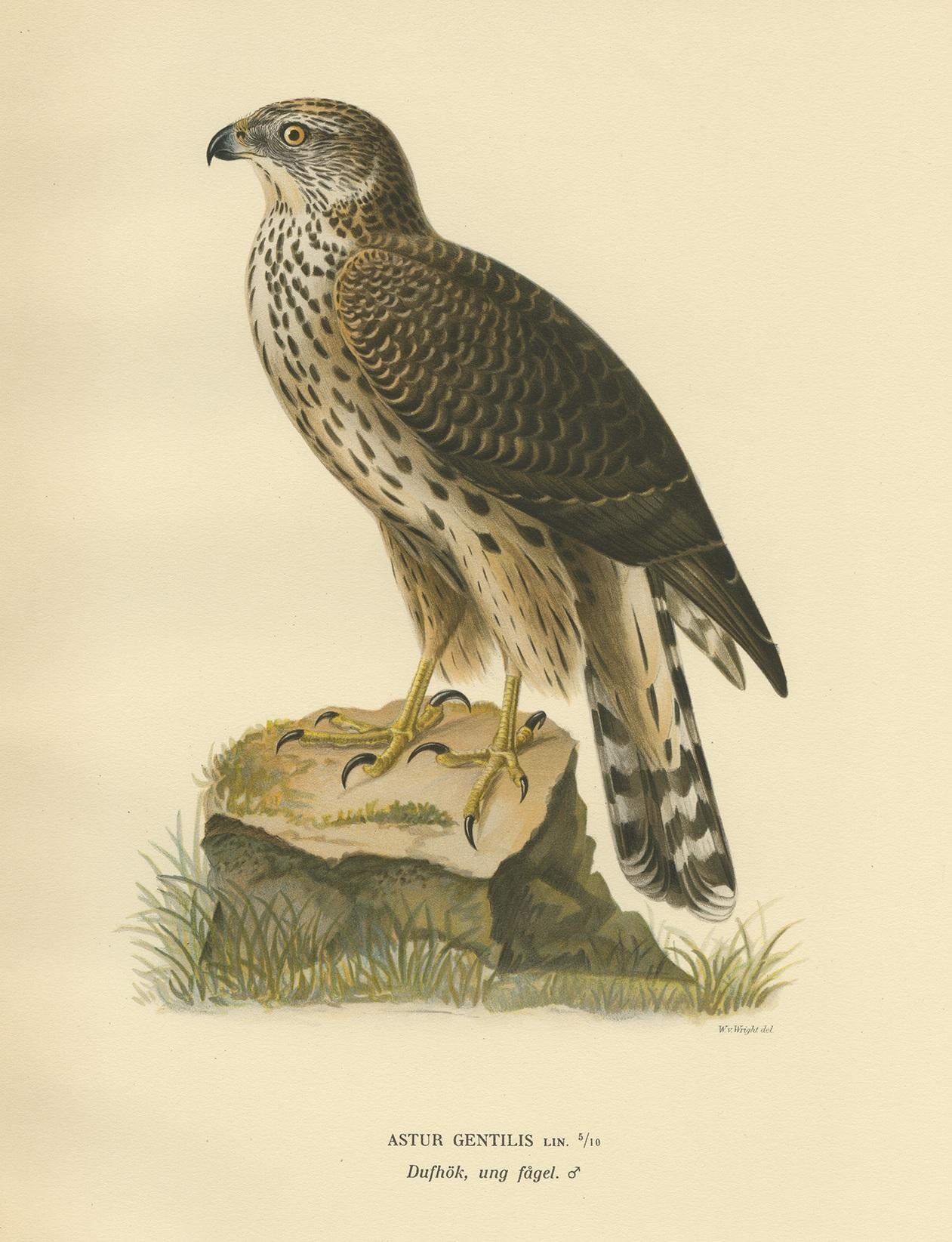 Antique bird print titled 'Astur Gentilis'. Old bird print depicting the goshawk. This print originates from 'Svenska Foglar Efter Naturen Och Pa Stenritade' by Magnus von Wright.