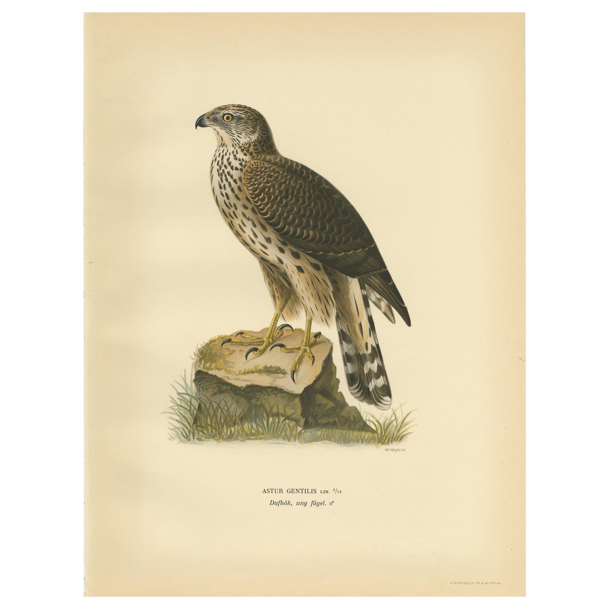 Antique Bird Print of the Goshawk by Von Wright, 1929