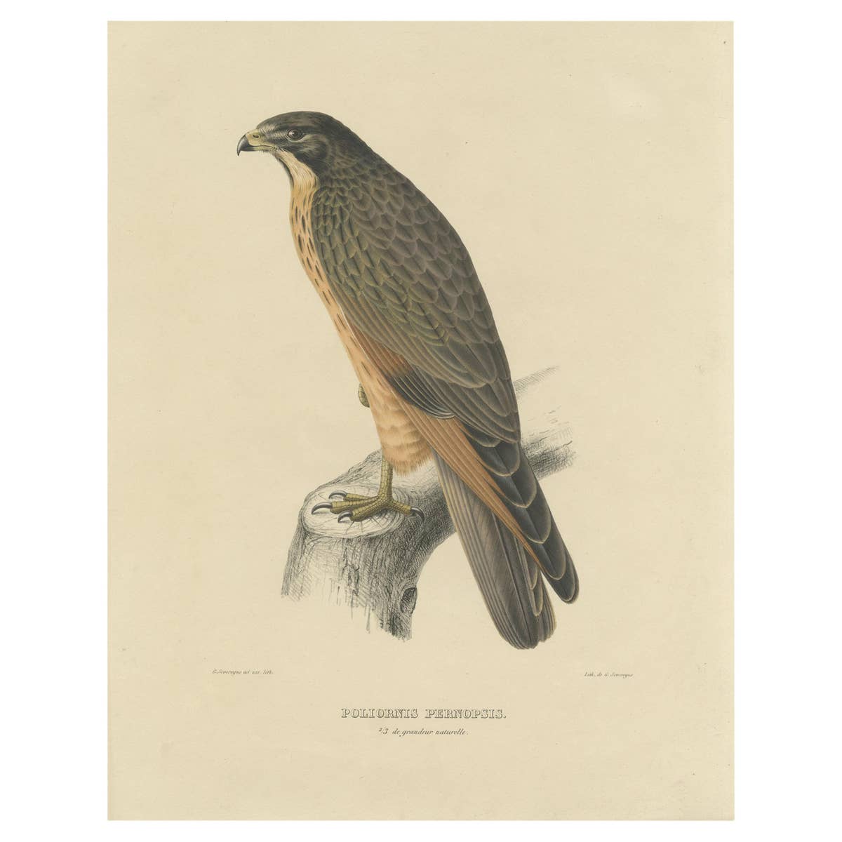 Antique Bird Print of the Grasshopper Buzzard by Severeyns 'c.1850'