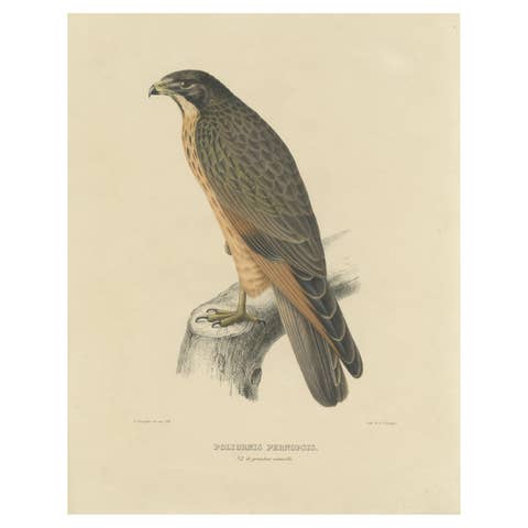 Antique Bird Print of the Grasshopper Buzzard by Severeyns 'c.1850'