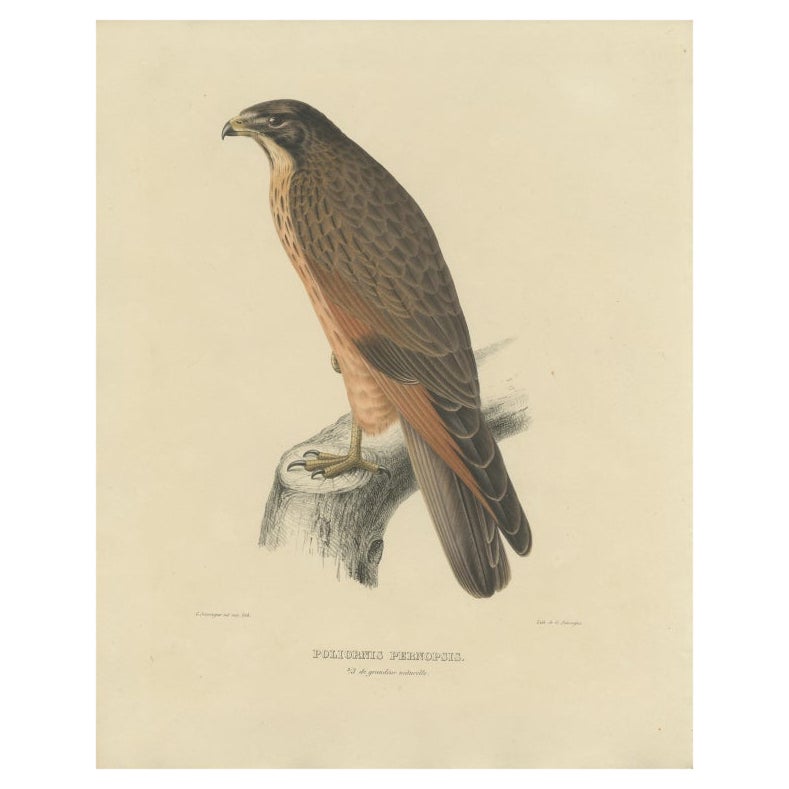Antique Bird Print of the Grasshopper Buzzard, c.1850