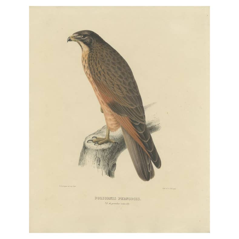 Antique Bird Print of the Grasshopper Buzzard, c.1850