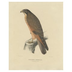 Antique Bird Print of the Grasshopper Buzzard, c.1850