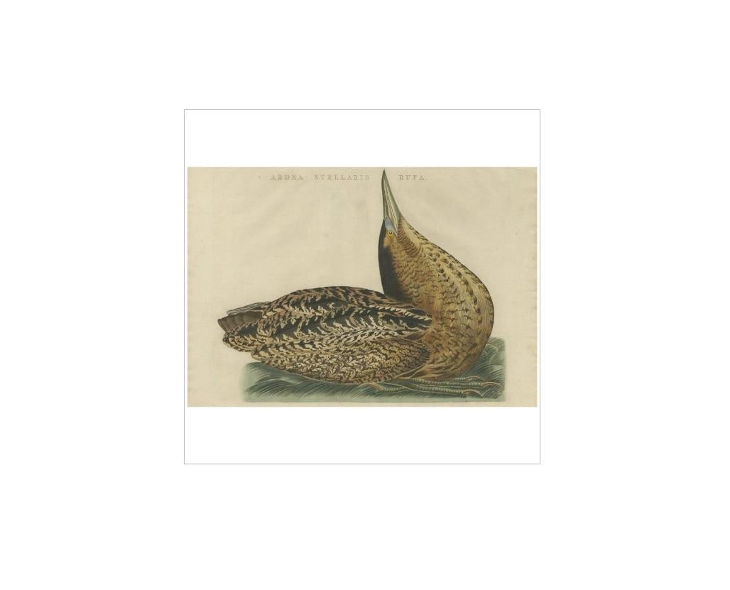 Antique print titled 'Ardea Stellaris Rufa'. The Eurasian bittern or great bittern (Botaurus stellaris) is a wading bird in the bittern subfamily (Botaurinae) of the heron family Ardeidae. There are two subspecies, the northern race (B. s.