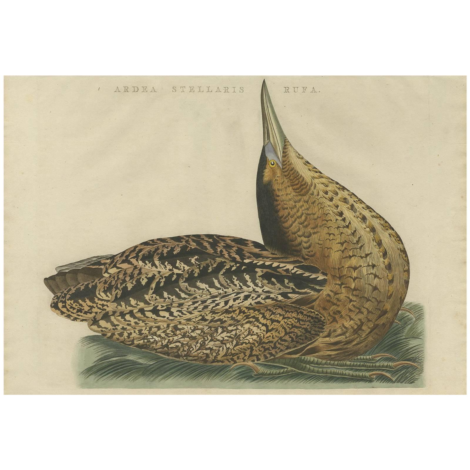 Impression ancienne d'oiseau de la Grande Bittern par Sepp & Nozeman, 1809