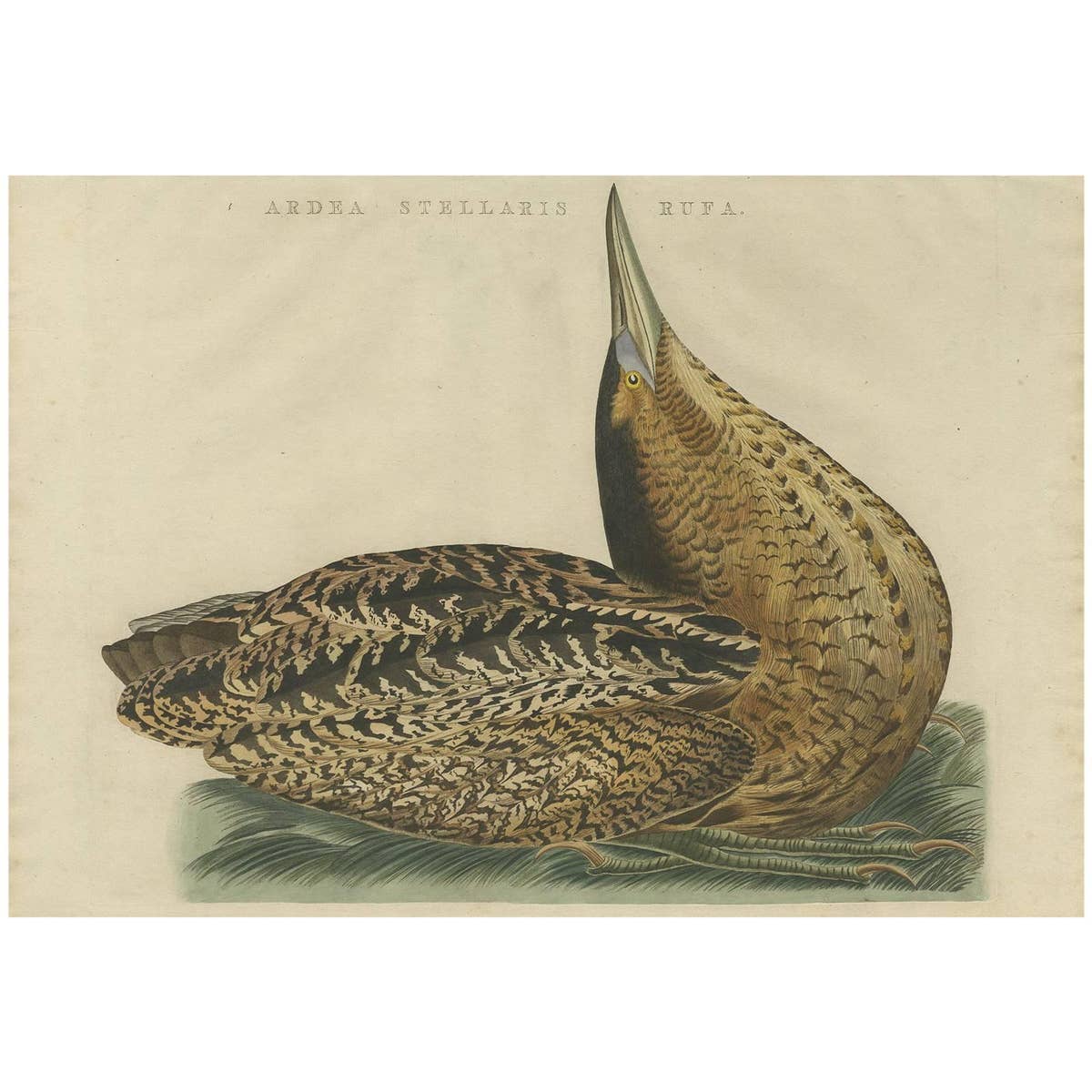 Ardea Stellaris Rufa – Eurasian Bittern from Nederlandsche Vogelen, 1809