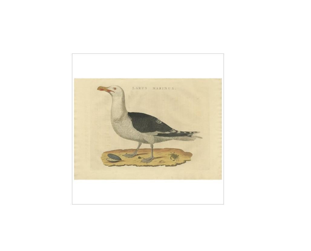 Antique print titled 'Larus Marinus'. The great black-backed gull (Larus marinus), mistakenly called greater black-backed gull by some, is the largest member of the gull family. It breeds on the European and North American coasts and islands of the