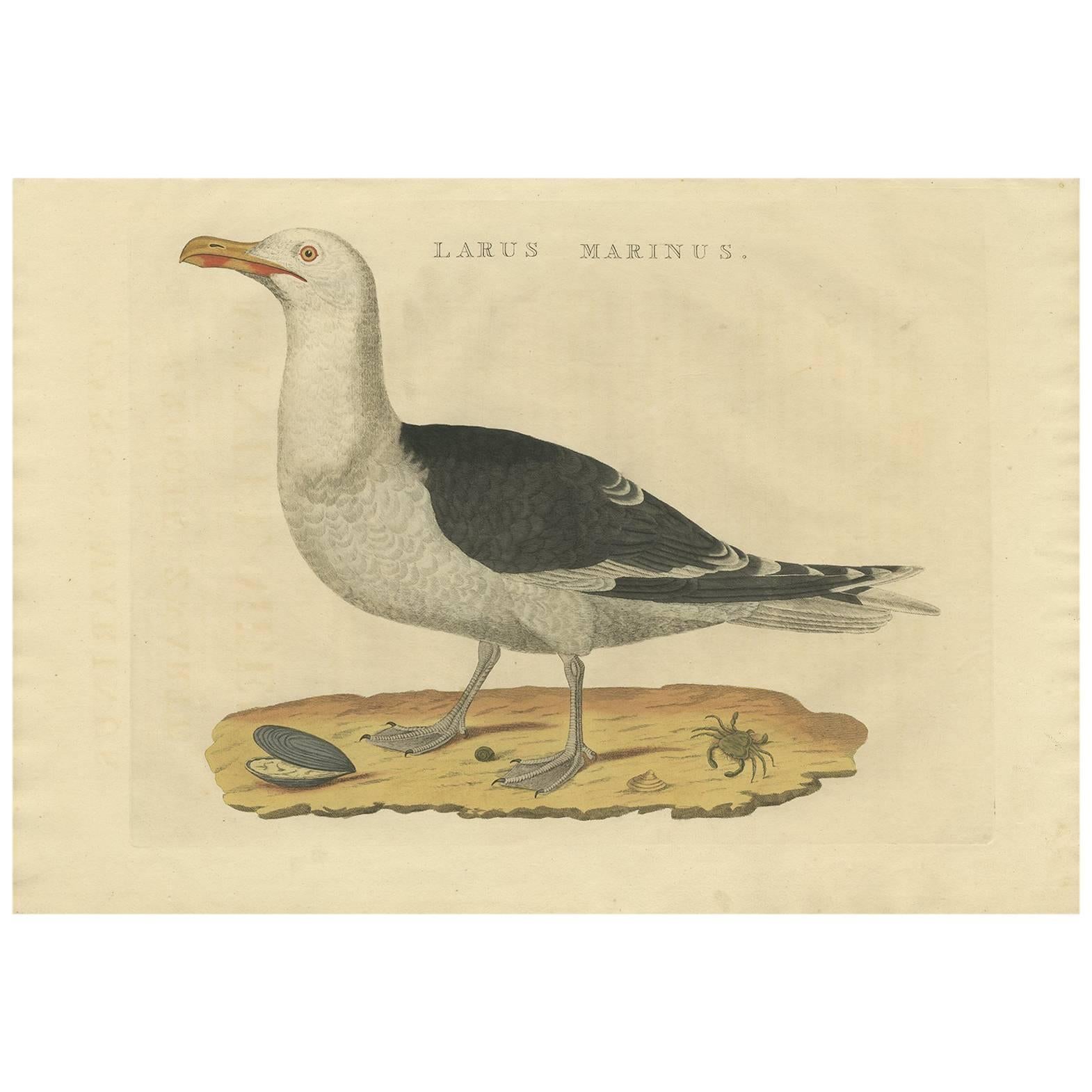 Antiker antiker Vogeldruck mit schwarzer Rückseite des großen schwarzen Gullides von Sepp & Nozeman, 1829