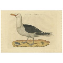 Antique Bird Print of the Great Black-Backed Gull by Sepp & Nozeman, 1829