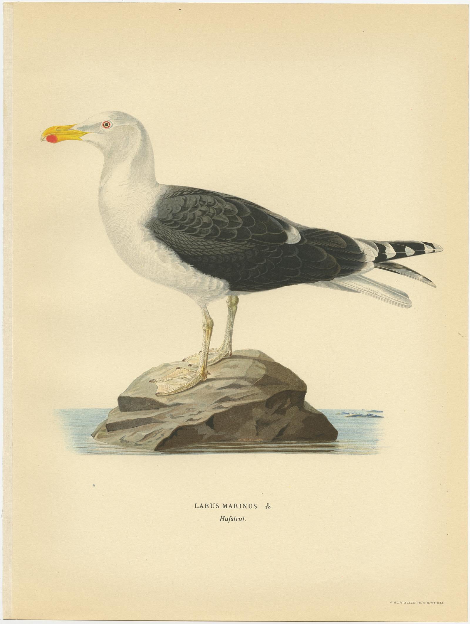 Antique Bird Print of the Great Black-Backed Gull by Von Wright, 1929 In Good Condition For Sale In Langweer, NL