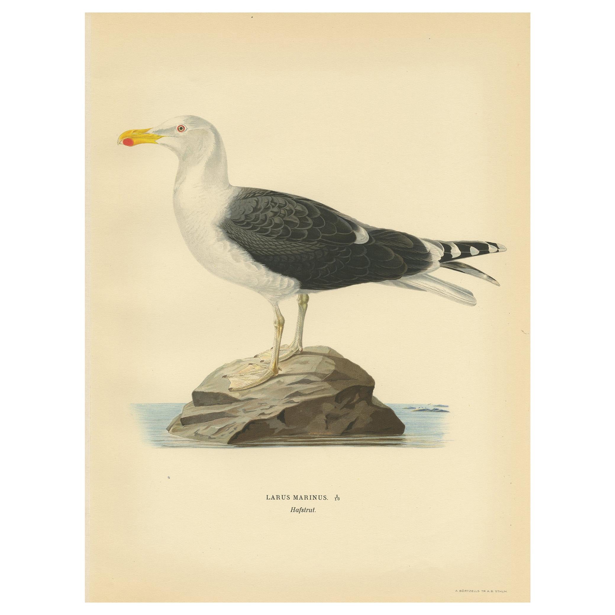 Antique Bird Print of the Great Black-Backed Gull by Von Wright, 1929 For Sale