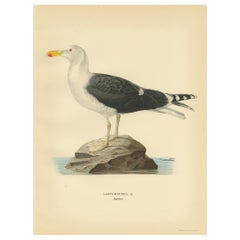 Antique Bird Print of the Great Black-Backed Gull by Von Wright, 1929