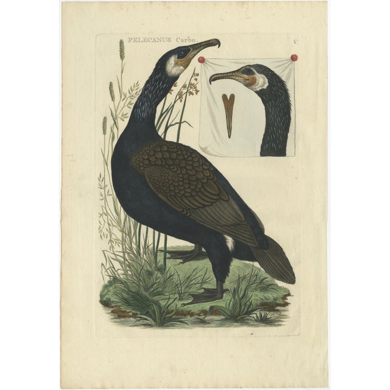 Antique Bird Print of the Great Black Cormorant by Sepp & Nozeman, 1770 For Sale
