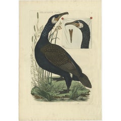 Impression ancienne d'oiseau du Grand Cormorant Noir par Sepp & Nozeman, 1770