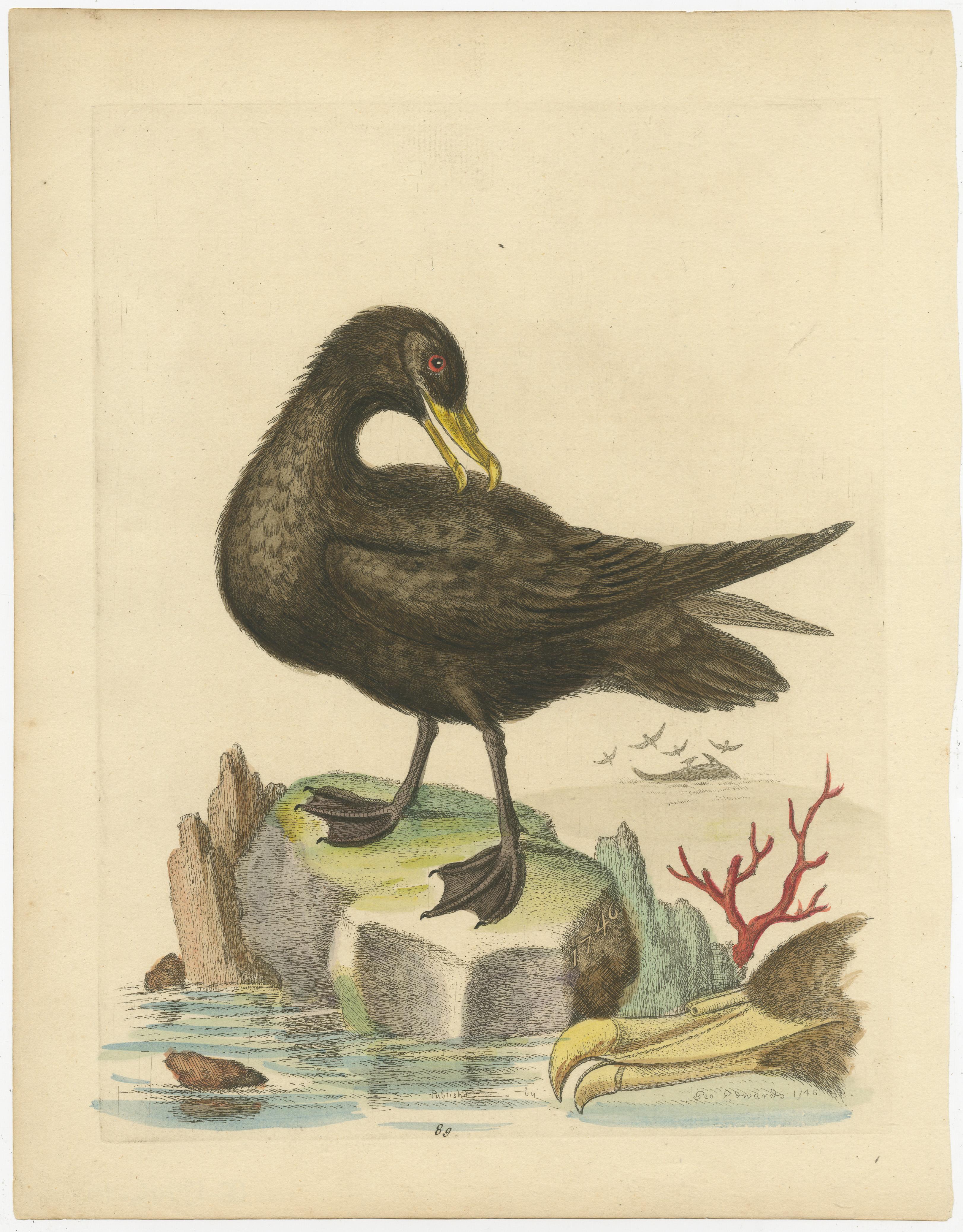 Originaler antiker Vogeldruck des großen schwarzen Petrel. Dieser Druck stammt aus der 