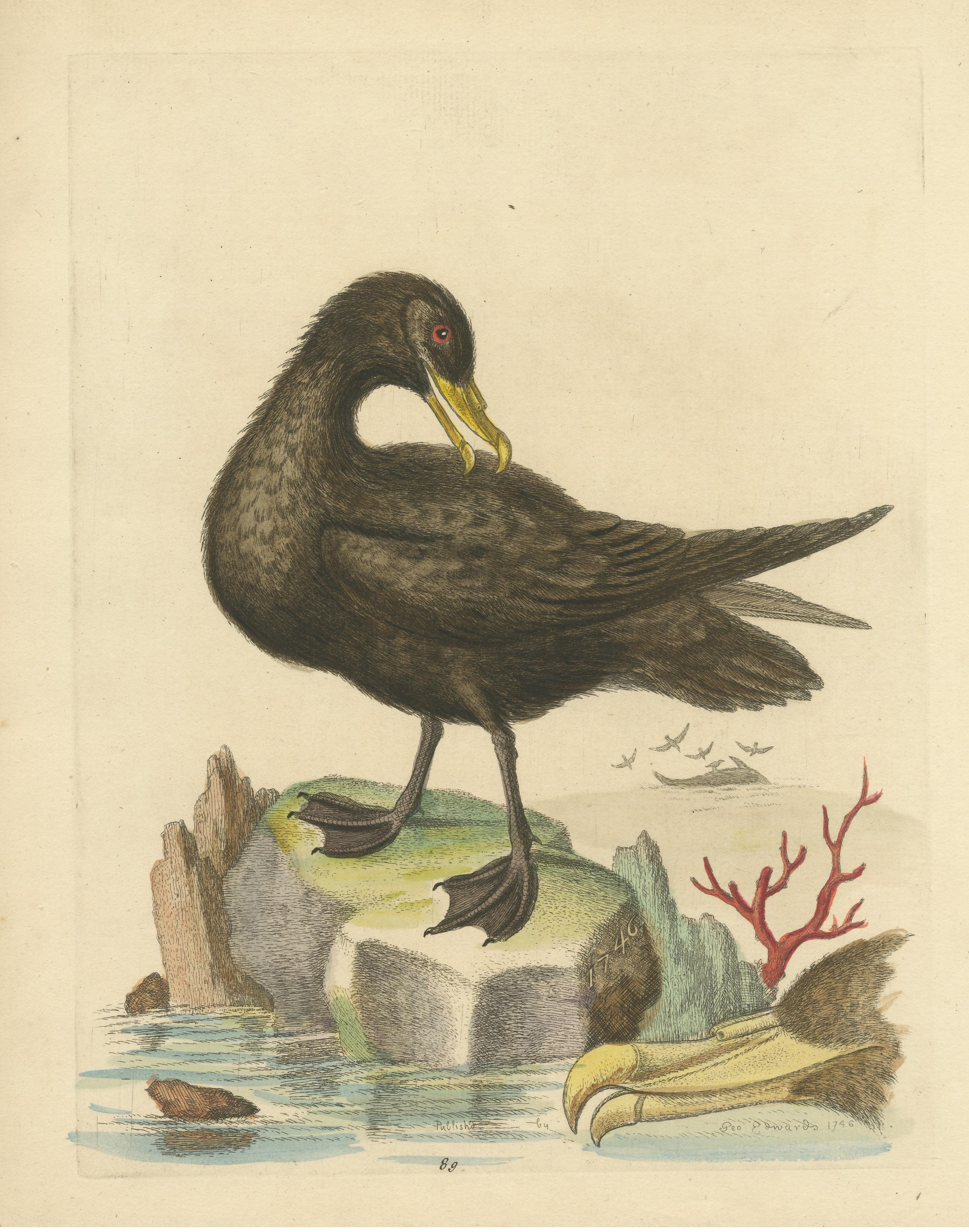 Antiker Vogeldruck des großen schwarzen Petrel im Zustand „Gut“ im Angebot in Langweer, NL