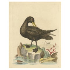 Grabado antiguo de aves del Gran Petrel Negro