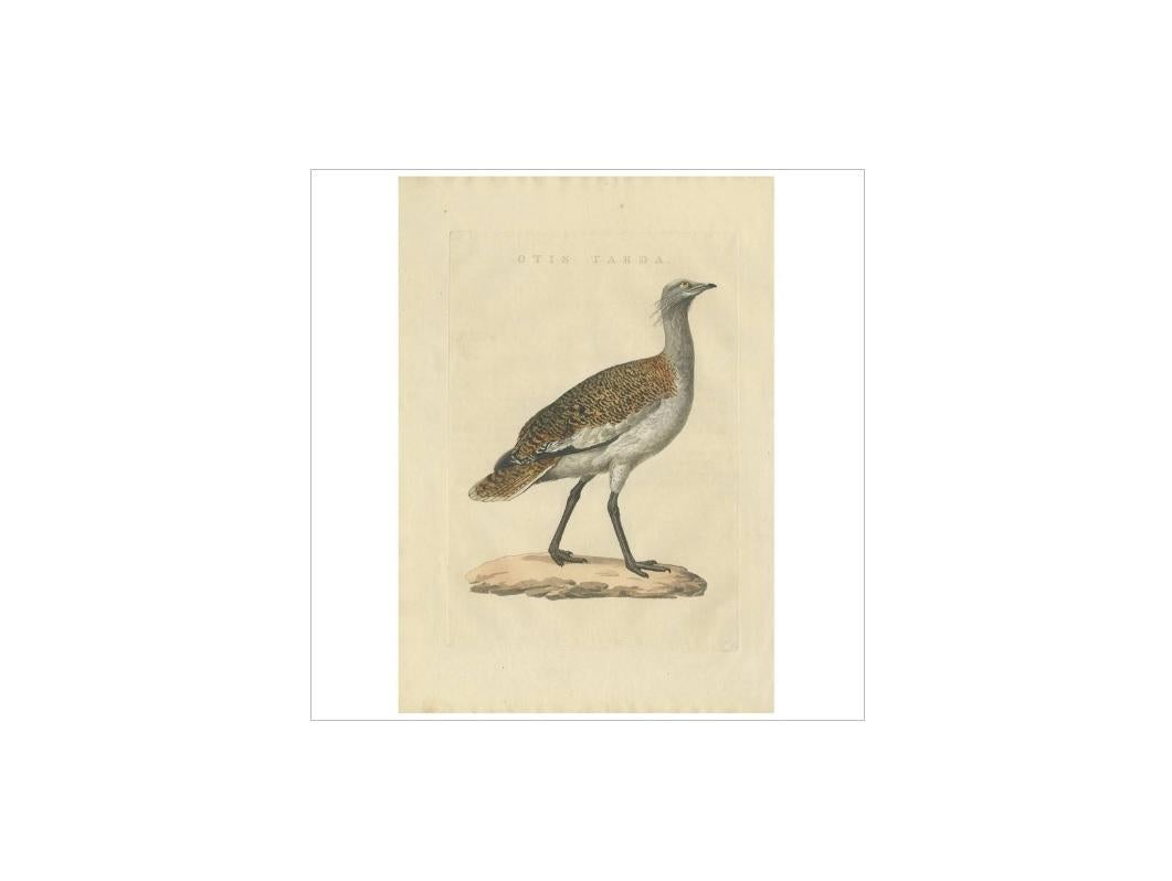 Antique print titled 'Otis Tarda'. The great bustard (Otis tarda) is a bird in the bustard family, the only member of the genus Otis. It breeds in open grassland and farmland in southern and central Europe, and across temperate Asia. European