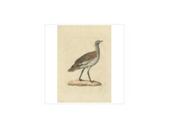 Stampa antica di Uccelli di Sepp & Nozeman, 1829