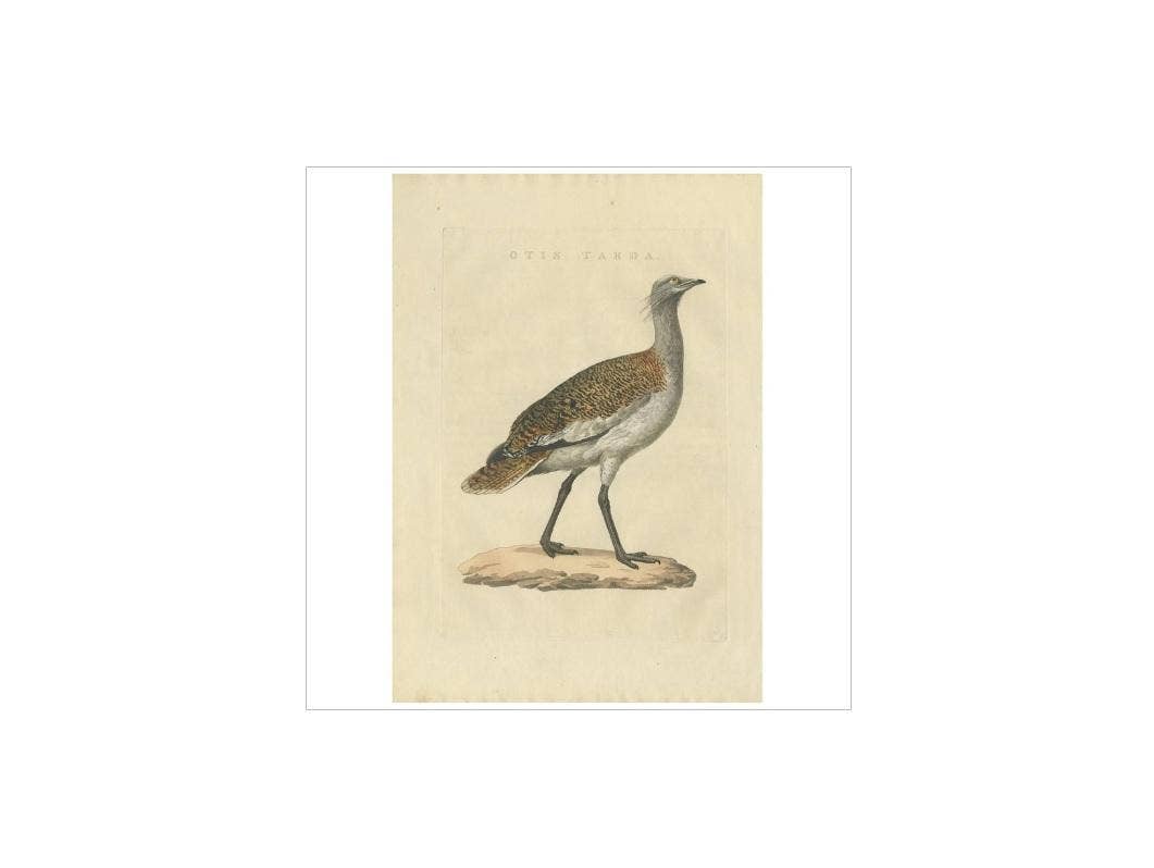 Antique Bird Print of the Great Bustard by Sepp & Nozeman, 1829