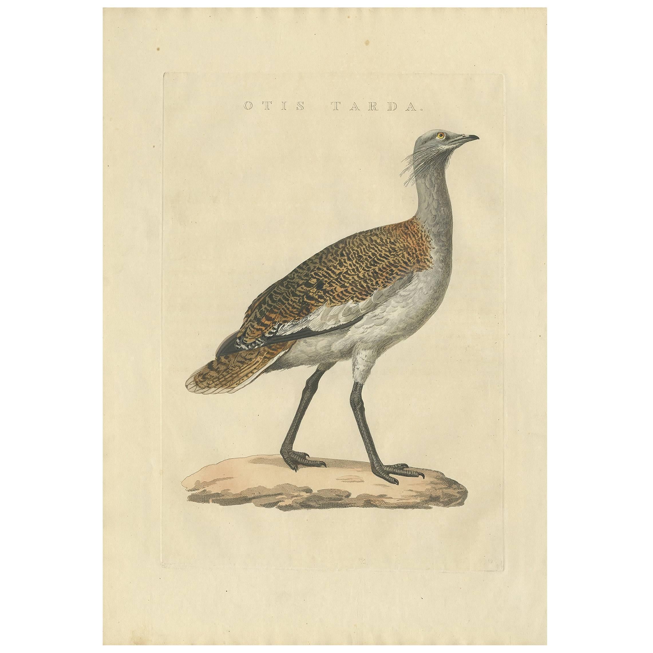 Grabado antiguo de aves de la avutarda por Sepp & Nozeman, 1829
