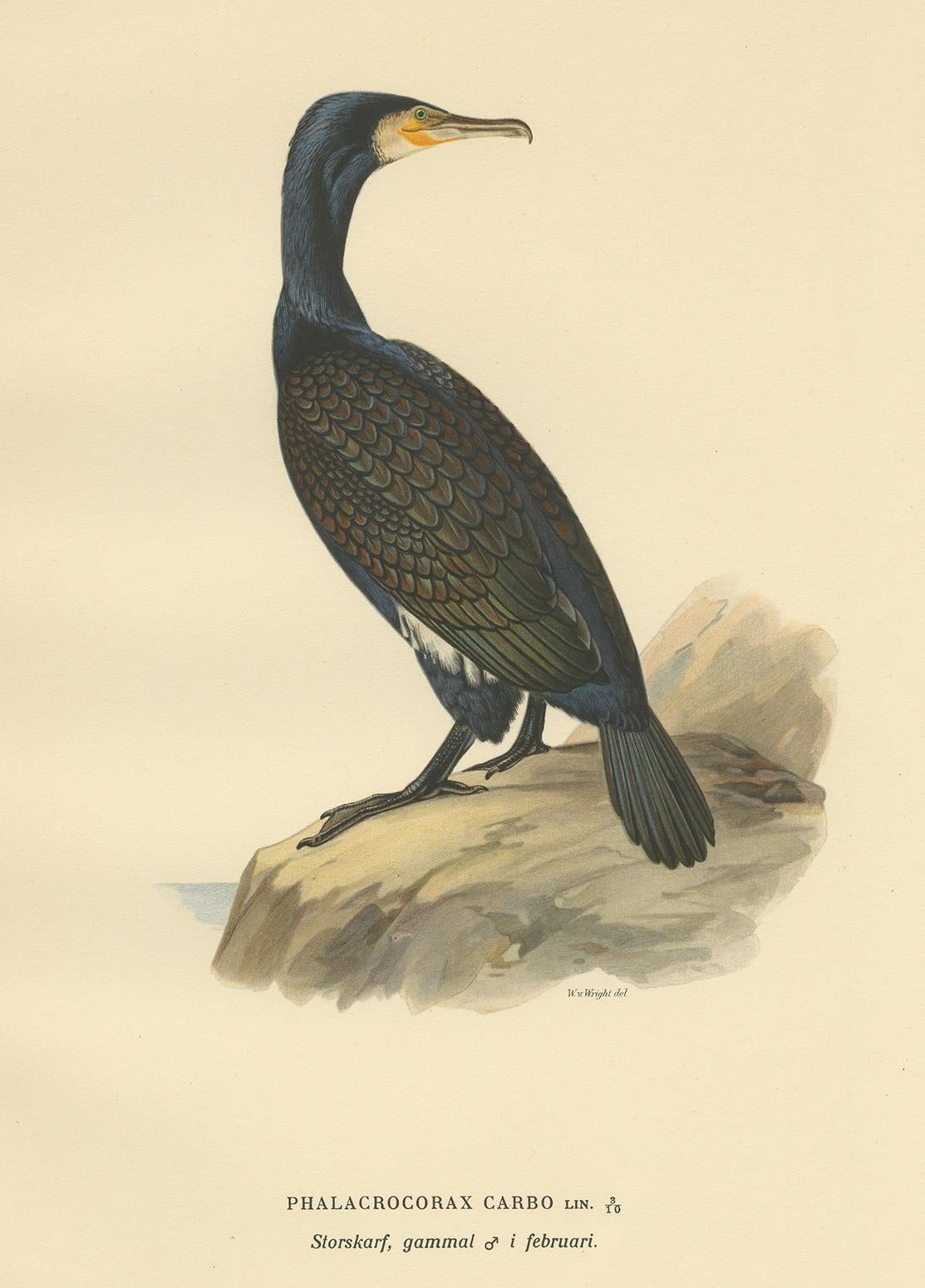 Antique bird print titled 'Phalacrocorax Carbo'. Old bird print depicting the great cormorant. This print originates from 'Svenska Foglar Efter Naturen Och Pa Stenritade' by Magnus von Wright.