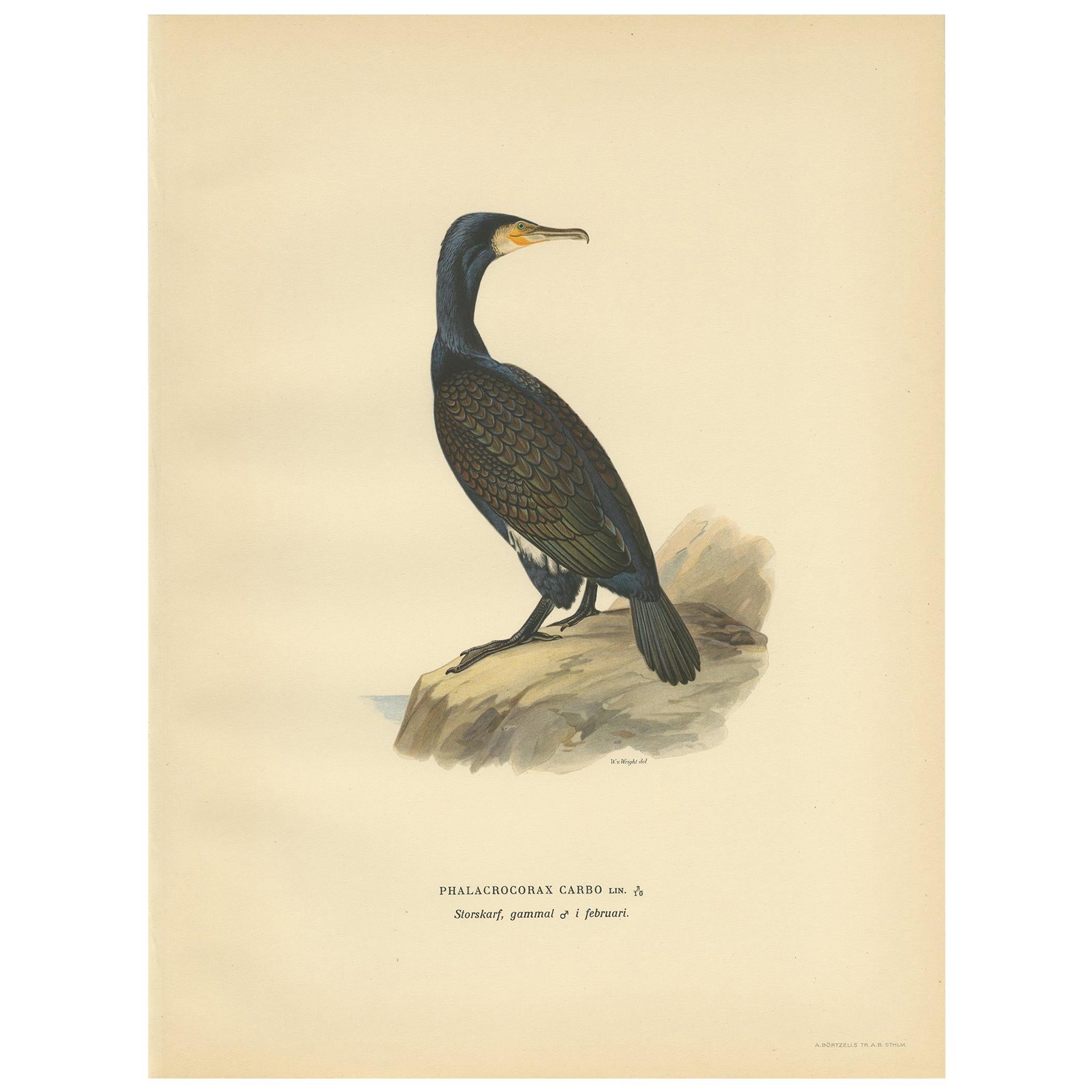 Impression ancienne d'oiseau du Grand Cormorant par Von Wright, '1929'