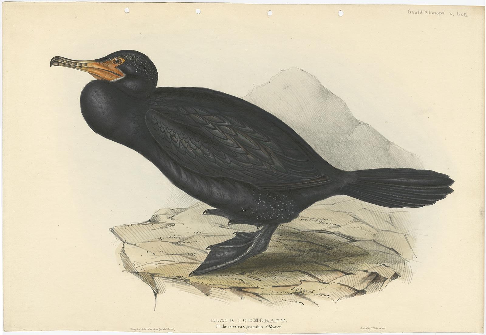 Antique bird print titled 'Black Cormorant'. Old bird print depicting the great cormorant. This print originates from 'Birds of Europe' by J. Gould (1832-1837).

The great cormorant (Phalacrocorax carbo), known as the black shag in New Zealand and