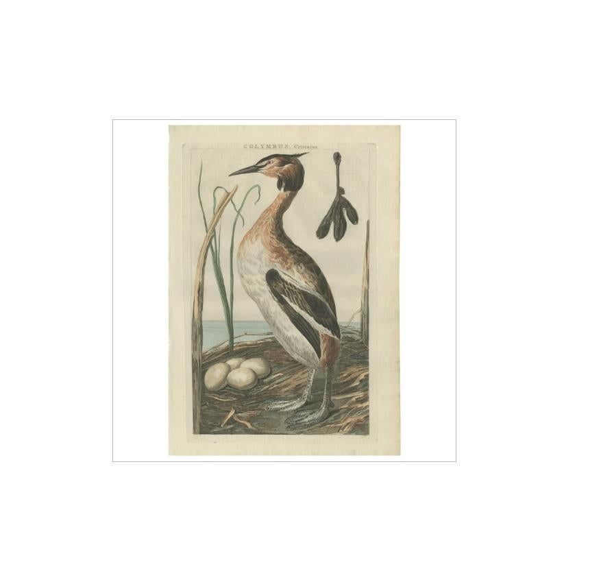 Antique print titled 'Colymbus, Cristatus'. The great crested grebe (Podiceps cristatus) is a member of the grebe family of water birds noted for its elaborate mating display. The scientific name comes from Latin. Podiceps is from Podicis, 