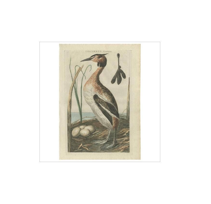 Antique Bird Print of the Great Crested Grebe by Sepp & Nozeman, 1789