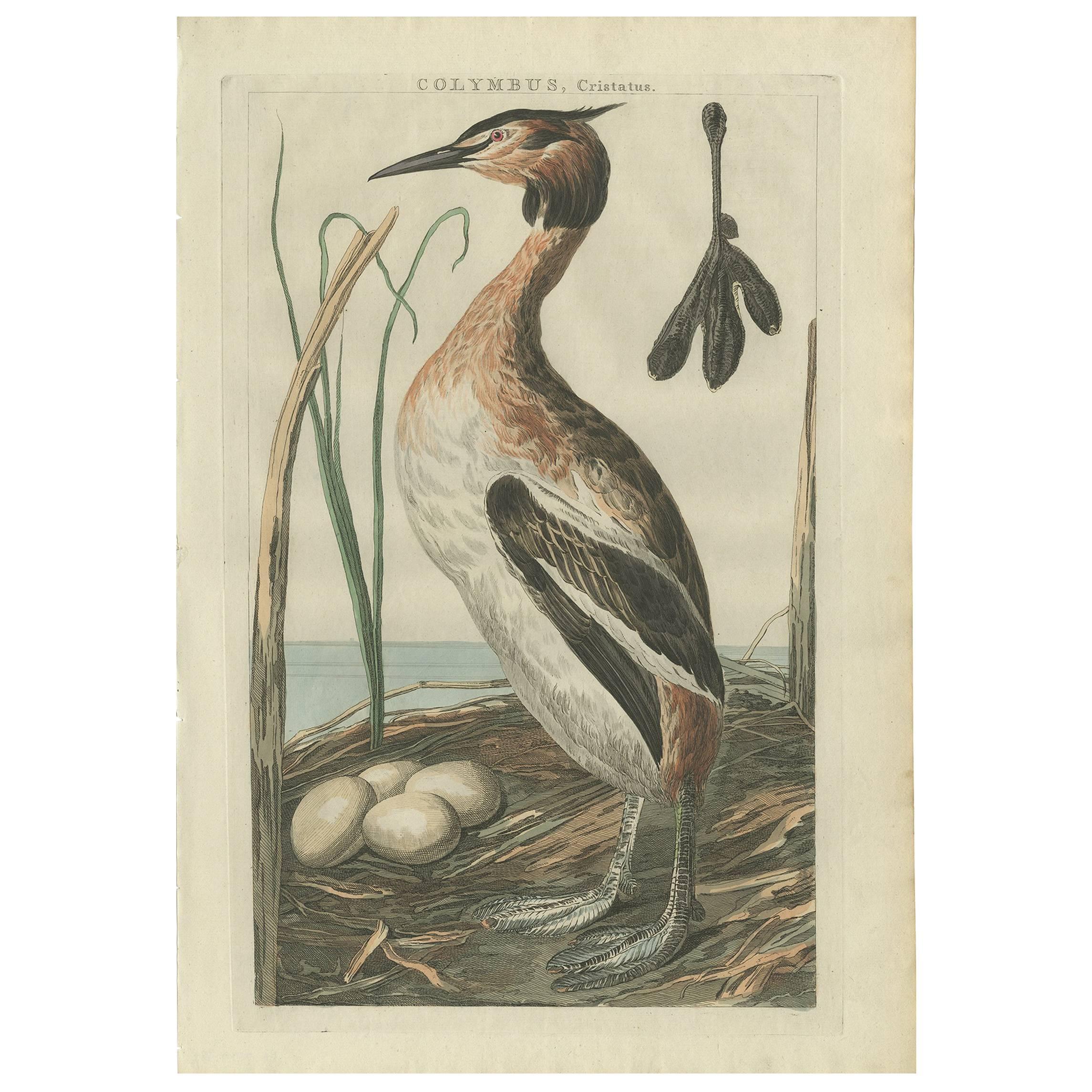 Impression ancienne d'oiseau de la grébe à crête imposante par Sepp & Nozeman, 1789