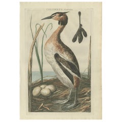 Grabado antiguo del somormujo lavanco por Sepp & Nozeman, 1789
