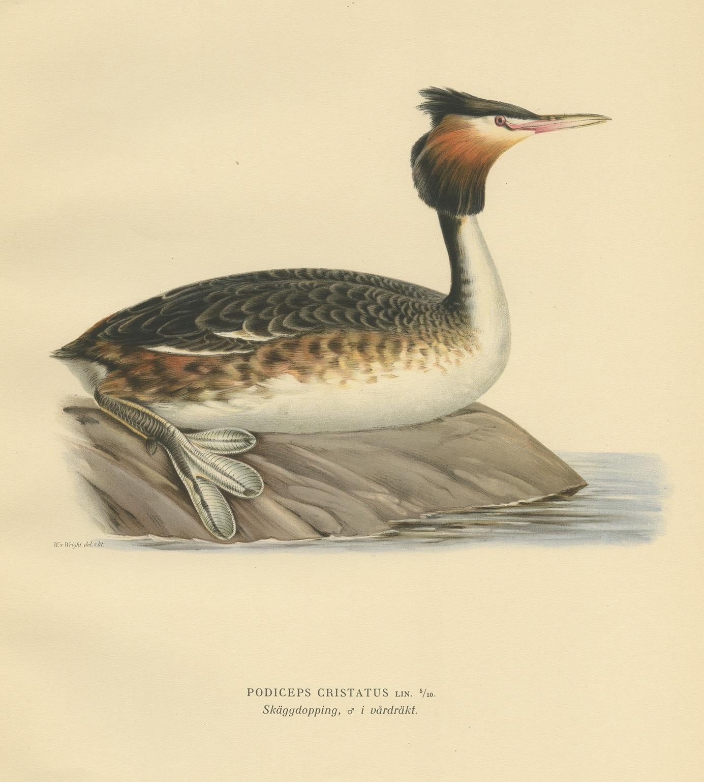 Antique Bird Print of the Great Crested Grebe by Von Wright, '1929' In Good Condition For Sale In Langweer, NL