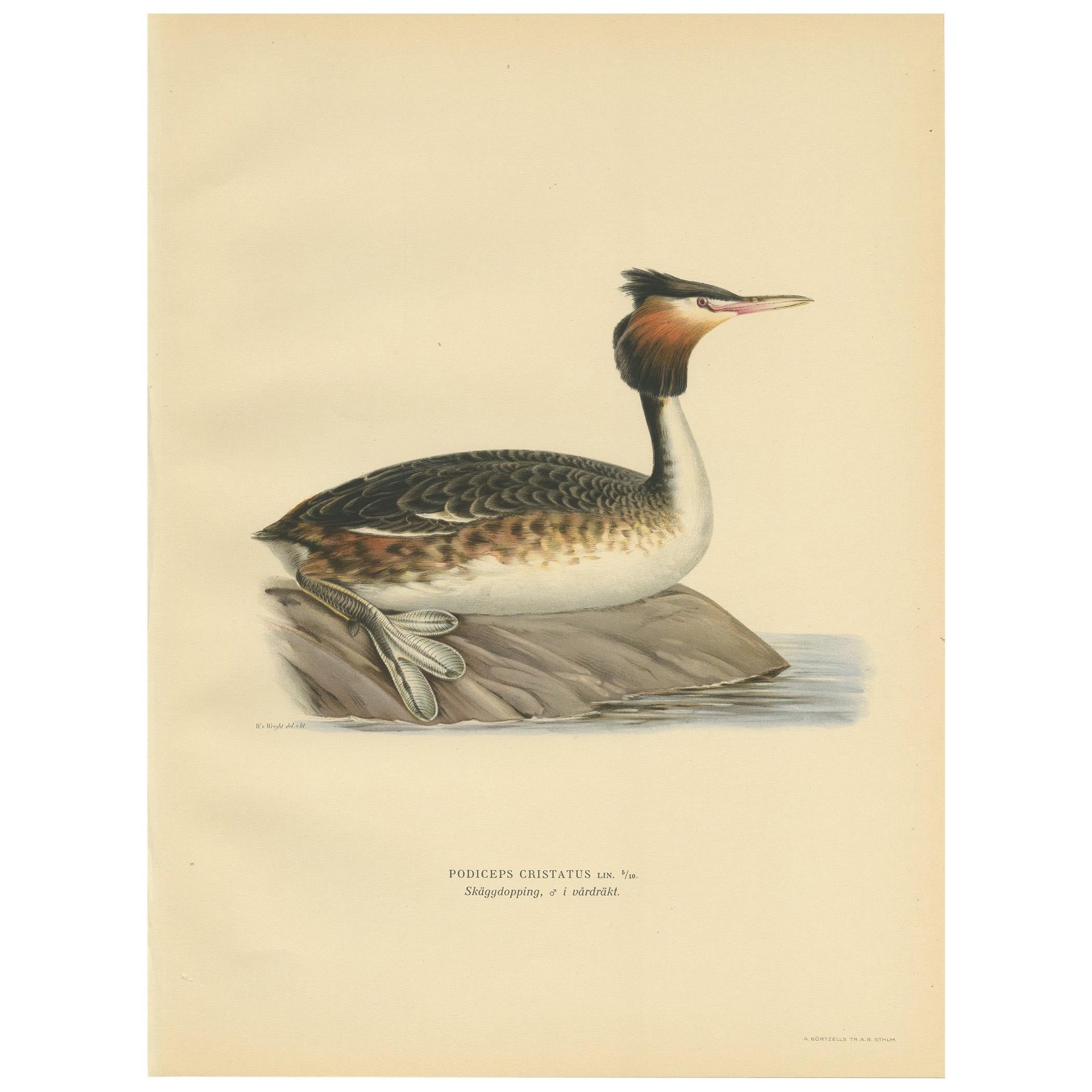 Antique Bird Print of the Great Crested Grebe by Von Wright, '1929' For Sale