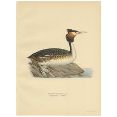 Antique Bird Print of the Great Crested Grebe by Von Wright, '1929'